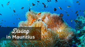diving in mauritius