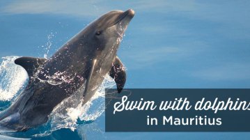 swimming with doplhins mauritius