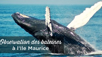 baleines ile maurice