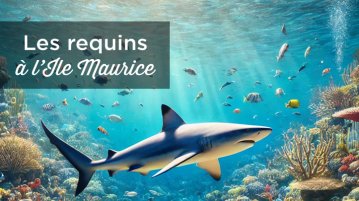 requins ile maurice