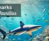 sharks in mauritius