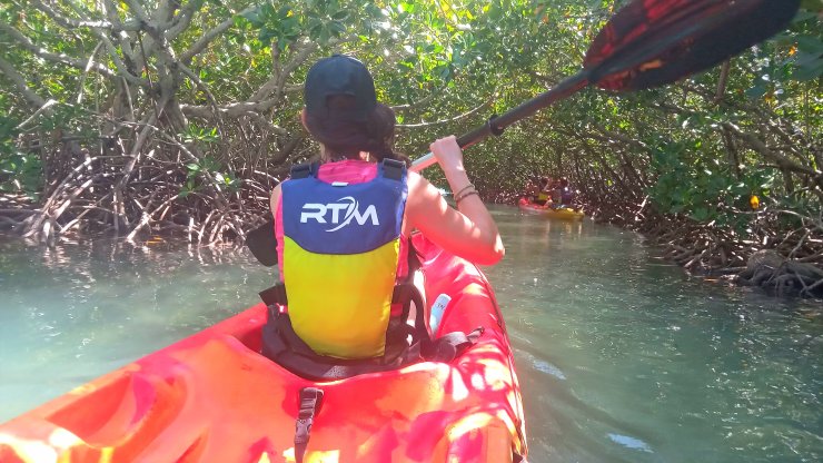 kayak mangrove maurice