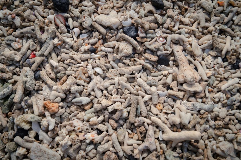 corail mort impact tourisme ile maurice