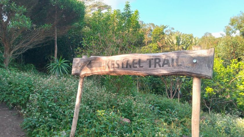 ebony forest kestrel trail